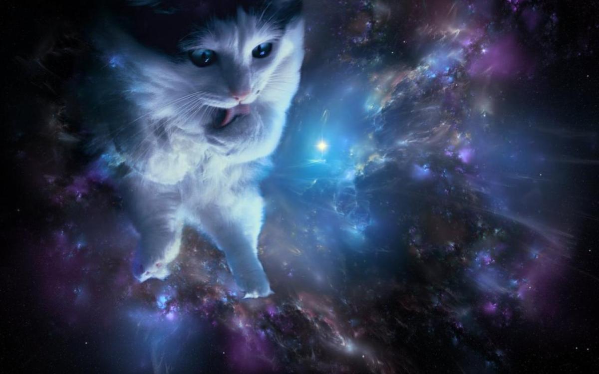 Cats from space…